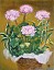 geranium